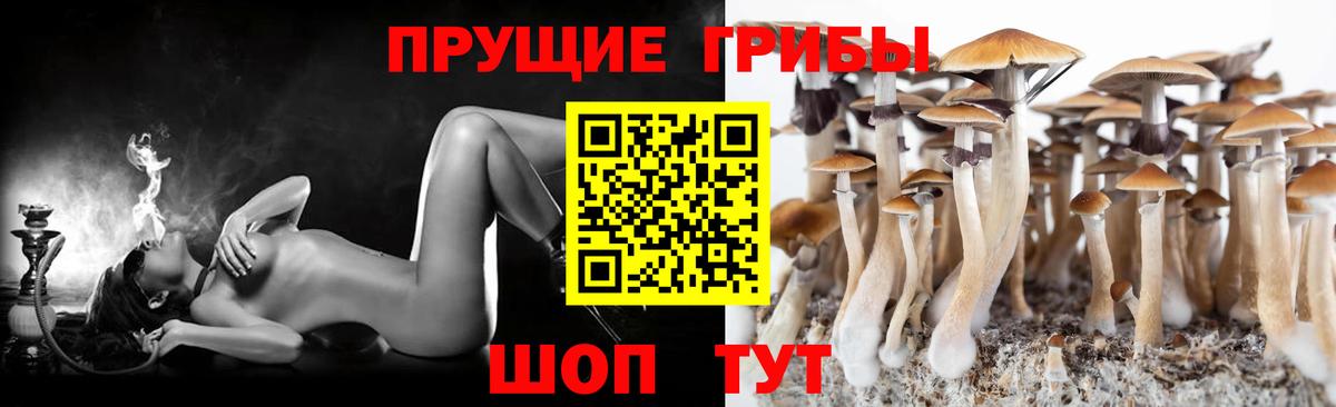 Галлюциногенные грибы Cubensis Алексин